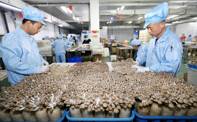 山东即墨:工厂化栽培食用菌 供应海外市场